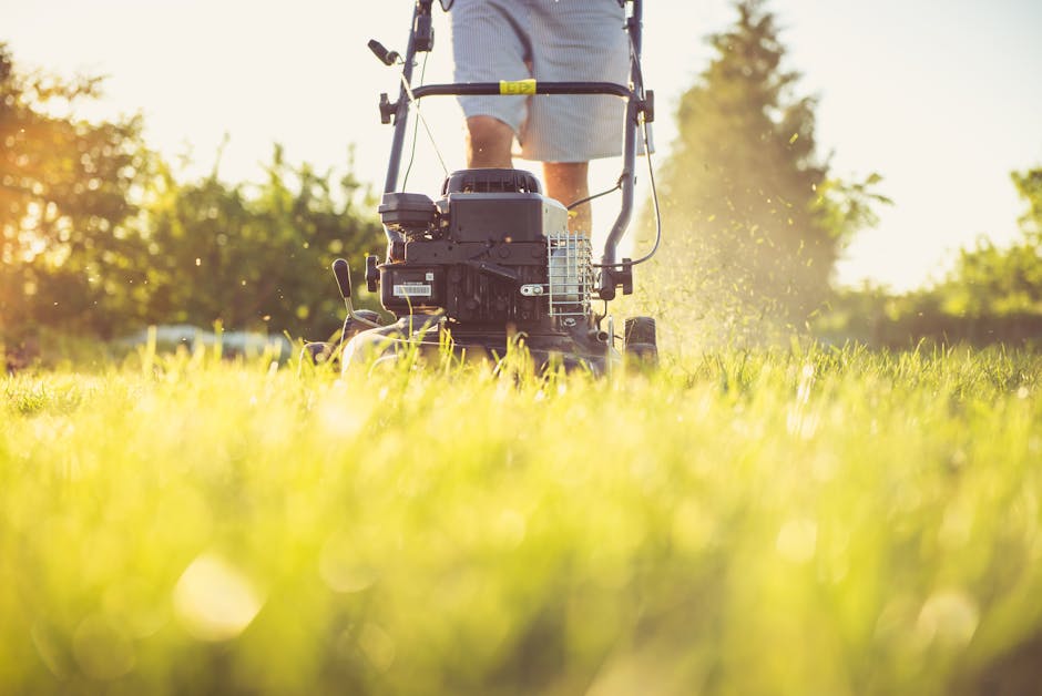 A person using a lawn mower on a well-maintained garden lawn during the daytime, with bright sunlight illuminating the scene. The foreground features lush, green grass that appears freshly cut, while the background shows trimmed hedges and trees with leafy canopies. The person is standing behind a black and gray petrol-powered mower, wearing light-colored shorts or a skirt, with the lower part of their body visible. The garden layout includes a pathway bordered by neatly edged flower beds and garden borders. The environment looks tidy and cared for, with leaf debris being cleared by the mower. Gardeners Balham is providing professional lawn care and hedge trimming services, as indicated by their natural presence in the scene. The overall atmosphere suggests a focus on garden maintenance and landscaping work, with warm, natural lighting highlighting the textures of the grass and surrounding foliage.