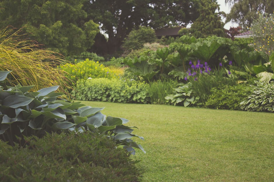 A well-maintained garden scene featuring a lush, green lawn in the foreground with evenly mowed grass. To the left, there are large, broad-leaved hostas with deep green, slightly glossy leaves. Behind the hostas, ornamental grasses with feathery, golden-brown seed heads add texture. In the background, various flowering and foliage plants create a layered border, including purple flowering plants and large-leaved shrubs with variegated foliage. Taller trees with dense, dark green foliage rise above the garden, providing shade and structure. The scene is evenly lit, suggesting a mild, overcast day ideal for garden maintenance. The layout emphasizes a neatly bordered lawn with defined planting beds, indicative of careful landscaping work, likely carried out by Gardeners Balham to enhance the area's appearance and health. Overall, the garden showcases an organized arrangement of plants and clean, groomed edges, reflecting professional outdoor care and garden design.