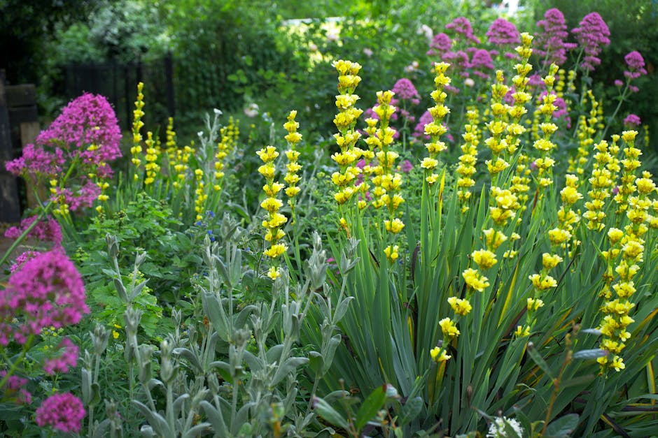 A well-maintained garden scene featuring a lush, green lawn in the foreground with evenly mowed grass. To the left, there are large, broad-leaved hostas with deep green, slightly glossy leaves. Behind the hostas, ornamental grasses with feathery, golden-brown seed heads add texture. In the background, various flowering and foliage plants create a layered border, including purple flowering plants and large-leaved shrubs with variegated foliage. Taller trees with dense, dark green foliage rise above the garden, providing shade and structure. The scene is evenly lit, suggesting a mild, overcast day ideal for garden maintenance. The layout emphasizes a neatly bordered lawn with defined planting beds, indicative of careful landscaping work, likely carried out by Gardeners Balham to enhance the area's appearance and health. Overall, the garden showcases an organized arrangement of plants and clean, groomed edges, reflecting professional outdoor care and garden design.