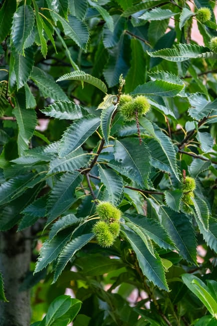 Close-up image of a holly tree with dark green, glossy, serrated leaves and clusters of green, spiky, spherical seed capsules beginning to develop. The leaves display prominent veins and a slightly wavy edge, with some areas catching sunlight, creating a subtle sheen. The background shows additional foliage and the trunk of the tree, indicating a well-maintained garden environment. The scene likely captures a moment of natural growth or garden maintenance involving pruning or inspecting the shrub, typical of outdoor hedge trimming or landscaping work by Gardeners Balham in SW12.