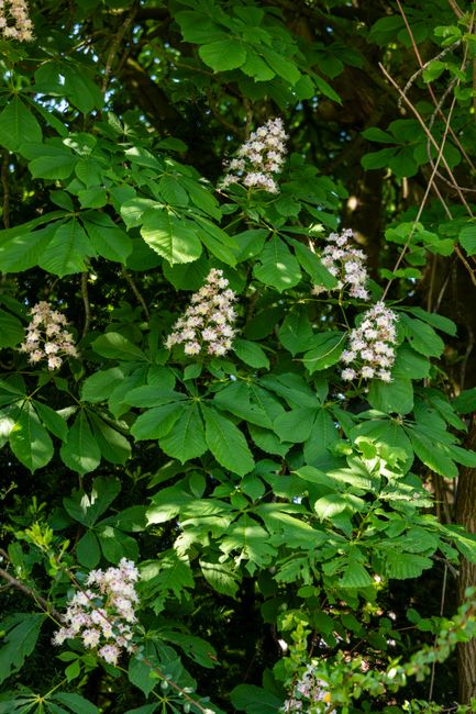 A dense garden area featuring a variety of green foliage and leafy plants, with some broad, textured leaves and small clusters of delicate white flowers. The plants are growing close together, forming a natural hedge or border along a shaded section of the garden. The ground beneath the plants appears to be a mix of dark soil and mulch, with patches of sunlight filtering through the overhead branches, casting dappled light across the scene. In the background, a wooden structure or fence is partially visible, supporting the lush growth. The overall scene depicts a well-maintained garden space focused on natural beauty and plant health, consistent with professional gardening work by Gardeners Balham, emphasizing garden clearance and landscaping in SW12.