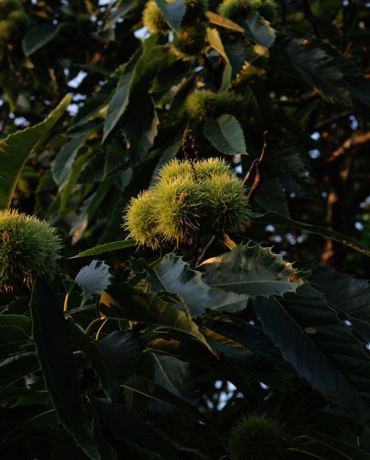 Close-up image of a holly tree with dark green, glossy, serrated leaves and clusters of green, spiky, spherical seed capsules beginning to develop. The leaves display prominent veins and a slightly wavy edge, with some areas catching sunlight, creating a subtle sheen. The background shows additional foliage and the trunk of the tree, indicating a well-maintained garden environment. The scene likely captures a moment of natural growth or garden maintenance involving pruning or inspecting the shrub, typical of outdoor hedge trimming or landscaping work by Gardeners Balham in SW12.
