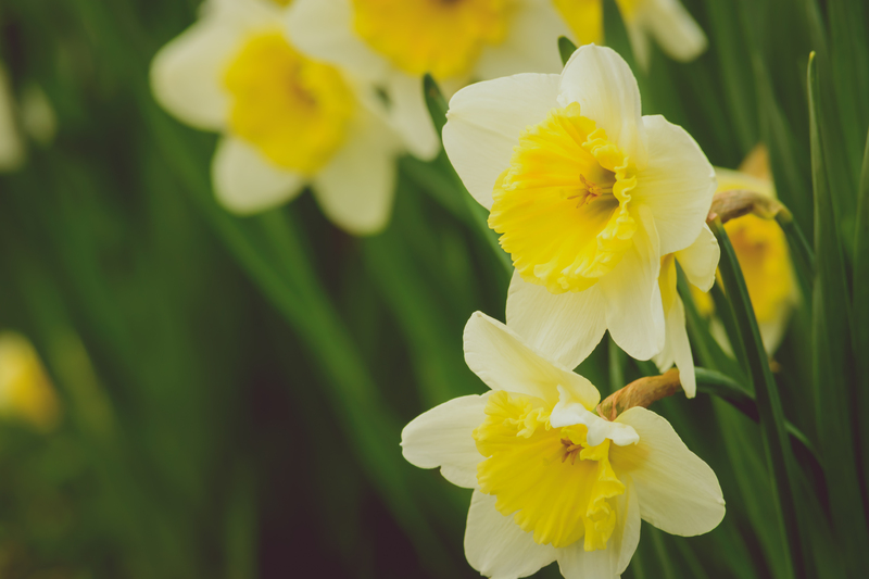 Hedge trimming hedge cutting